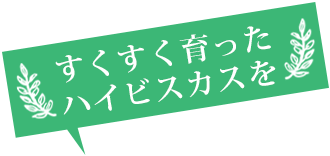 すくすく育ったハイビスカスをスタッフ総出で収穫しています！